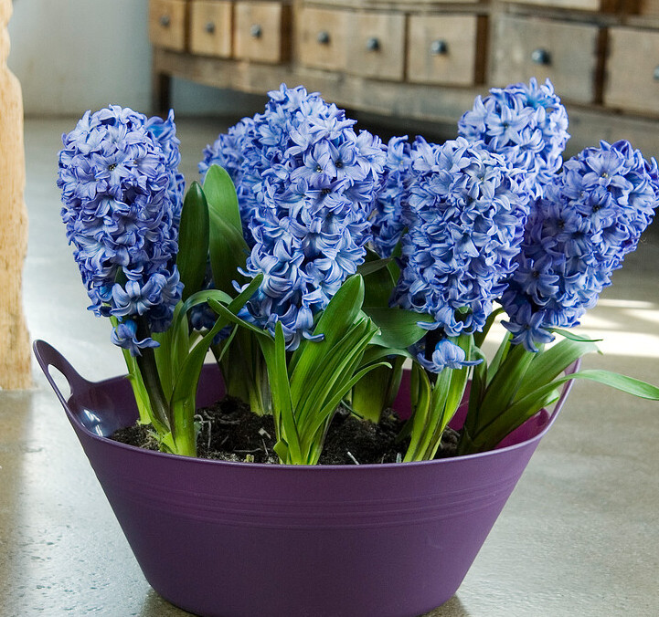 Hyacinth Delft Blue (Indoor/Prepared)