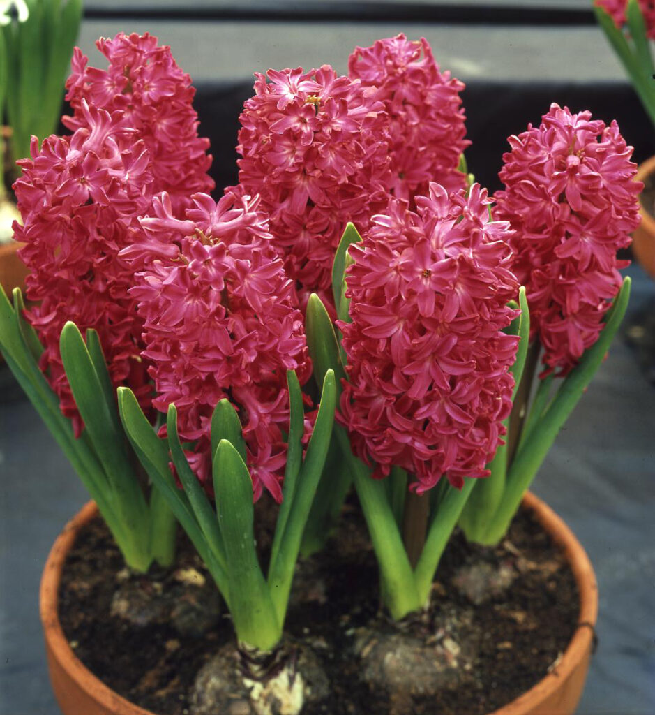 Hyacinth Jan Bos (Indoor/Prepared)