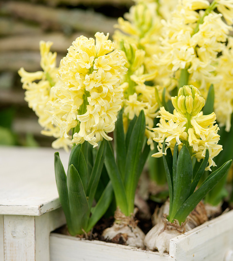 Hyacinth City of Haarlem (Indoor/Prepared)