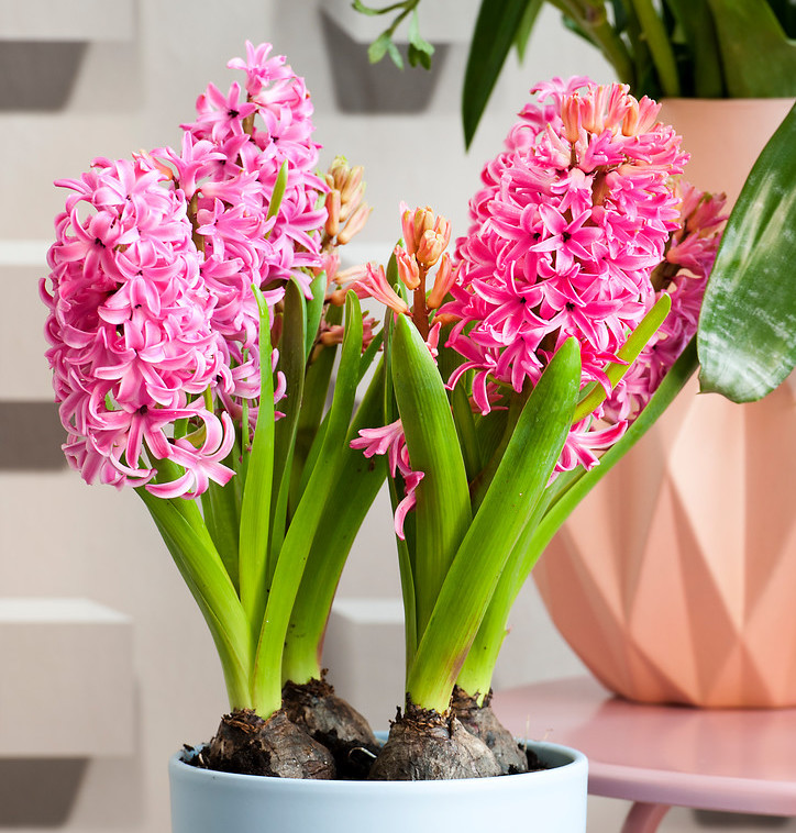 Hyacinth Pink Pearl (Indoor/Prepared)