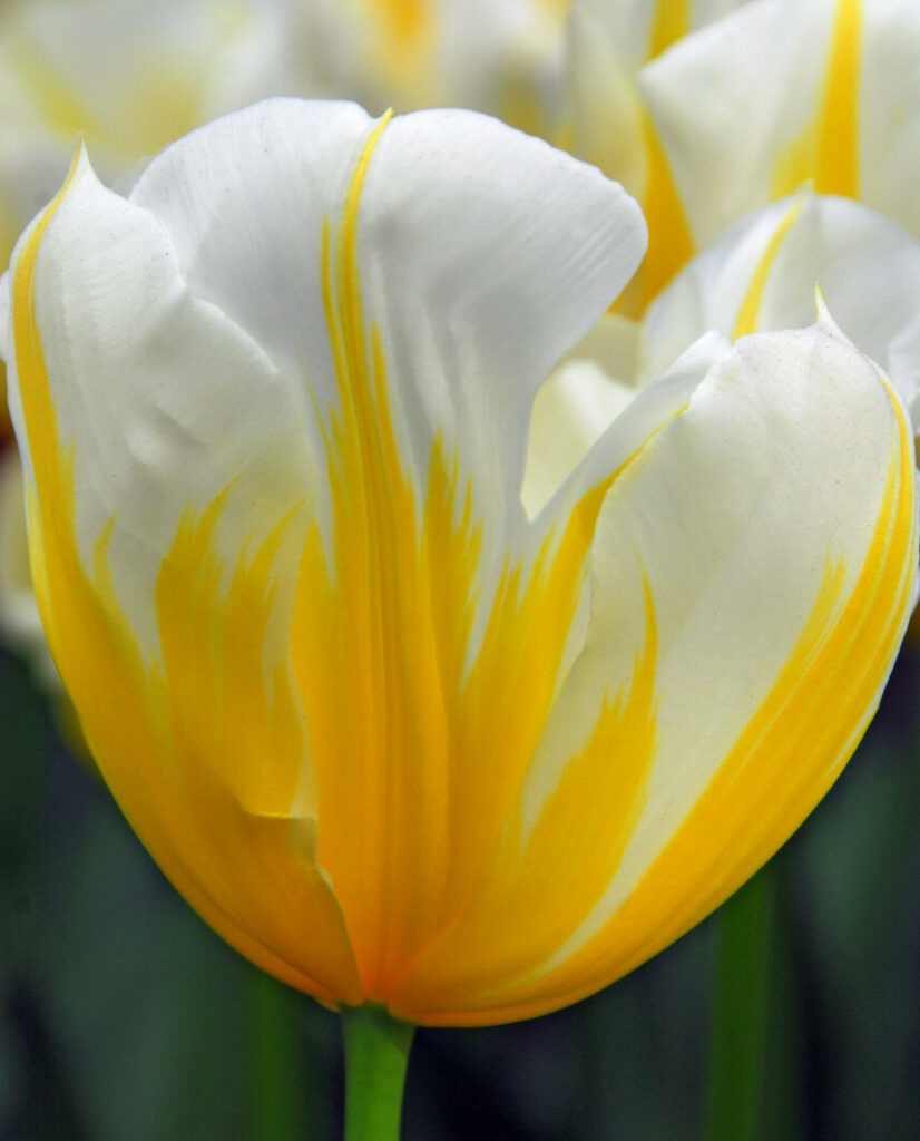 Tulip Cream Cocktail