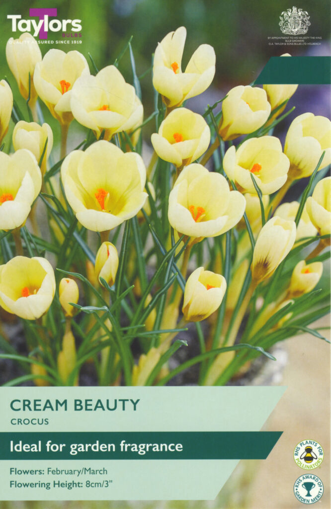 Crocus Cream Beauty