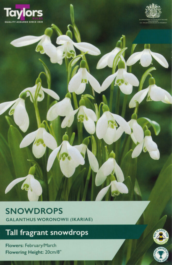 Galanthus Woronowii, Snowdrops