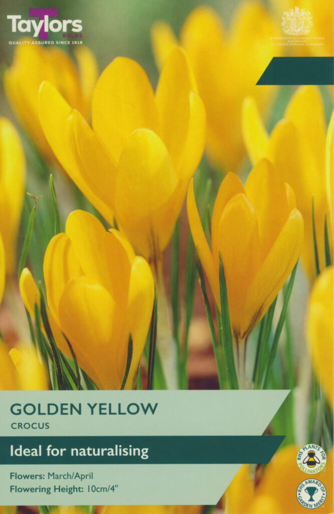 Crocus Golden Yellow