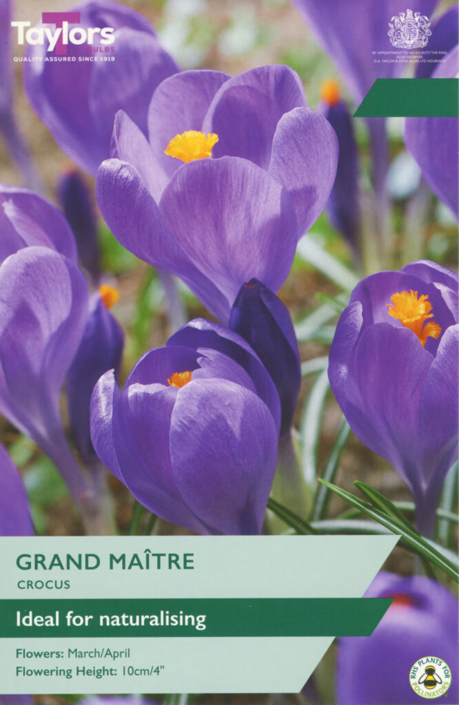 Crocus Grand Maitre