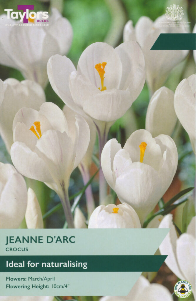 Crocus Jeanne D'Arc