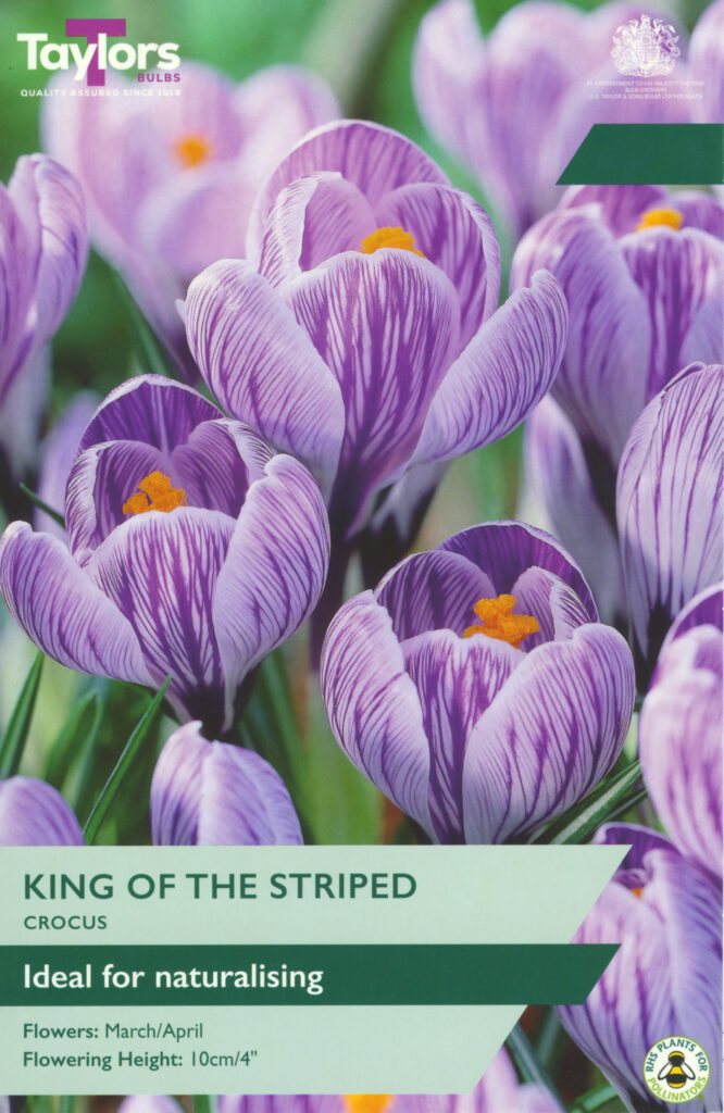 Crocus King Of The Striped