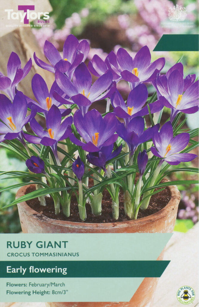 Crocus Ruby Giant