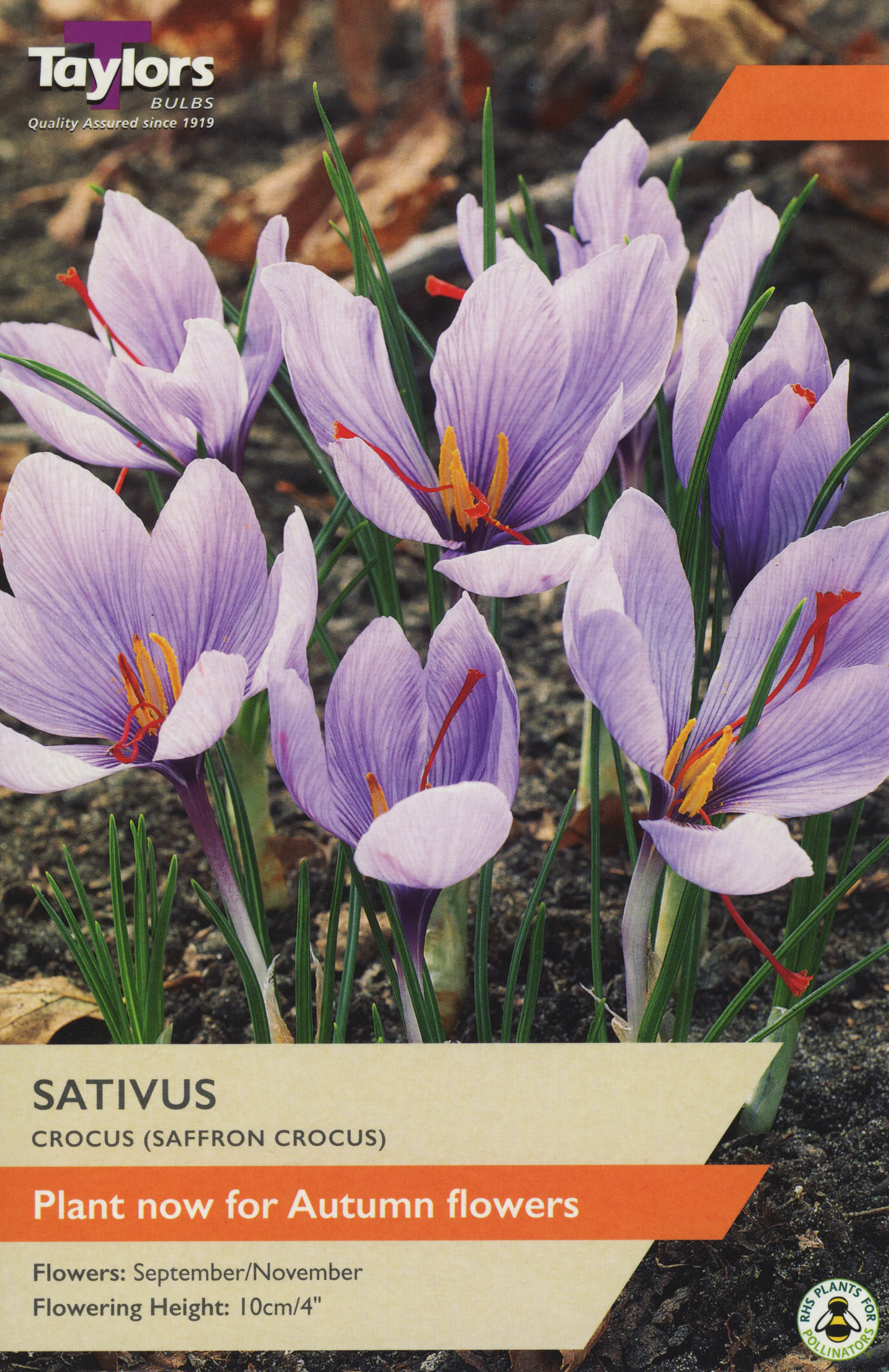 Crocus Sativus Saffron Bulbs 12x - Pre-pack