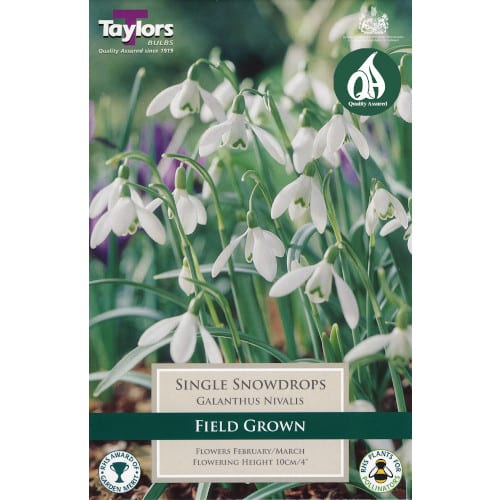 Galanthus Nivalis, Snowdrops