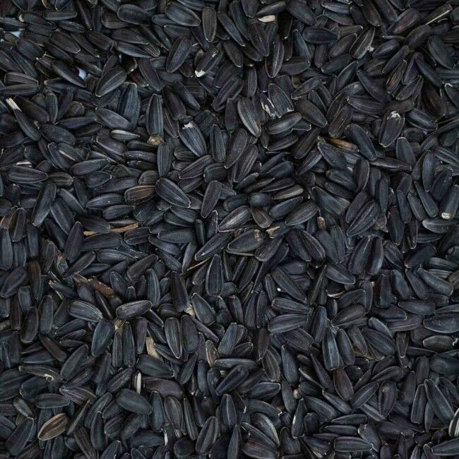 Black Sunflower Seed 3KG