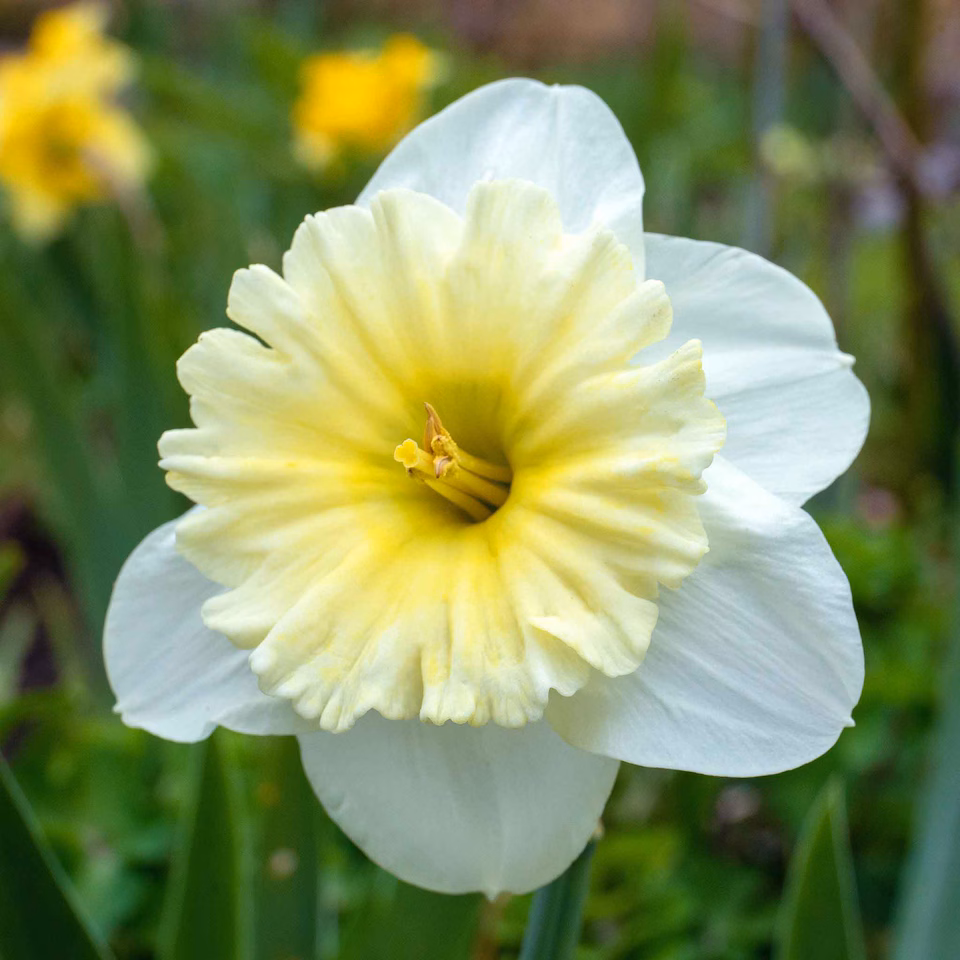 Narcissus Ice Follies (Daffodil) 1kg