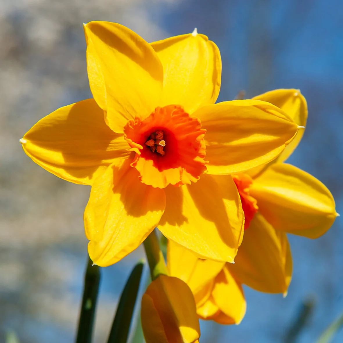 Narcissus Fortune (Daffodil) 1kg