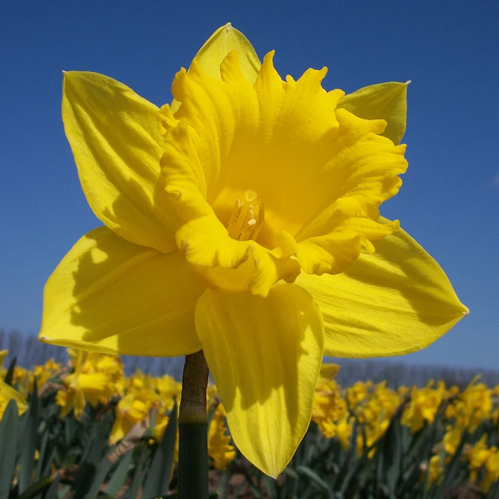 Narcissus Unsurpassable (Daffodil) 1kg