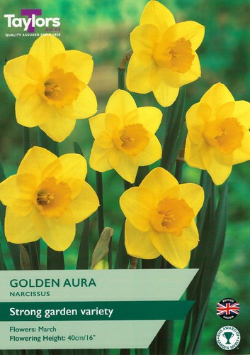 Narcissus Golden Aura (Daffodil) 1kg