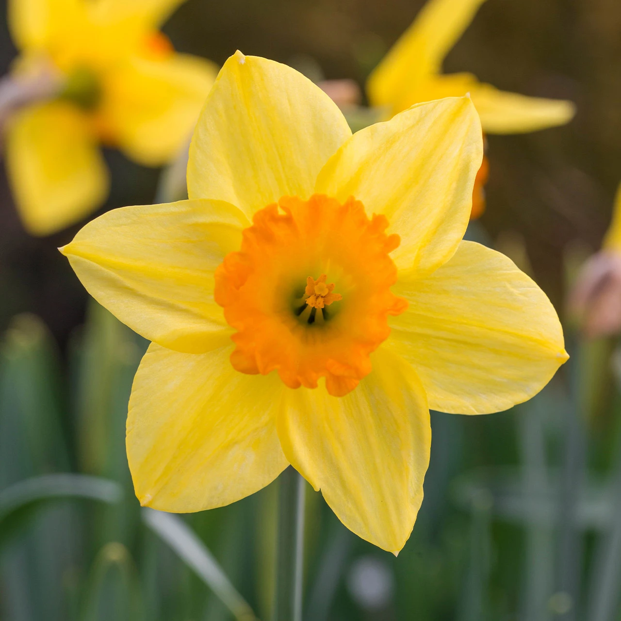 Narcissus Juanita (Daffodil) 1kg