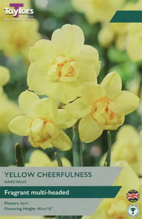 Narcissus Yellow Cheerfulness (Daffodil) 1kg