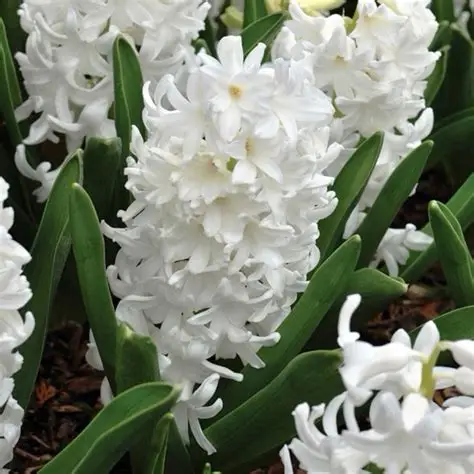 Hyacinth Fairy White (Garden)