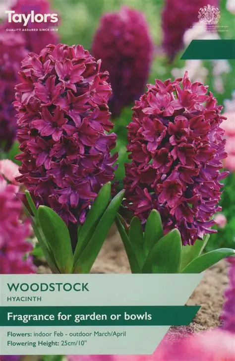 Hyacinth Woodstock (Garden)