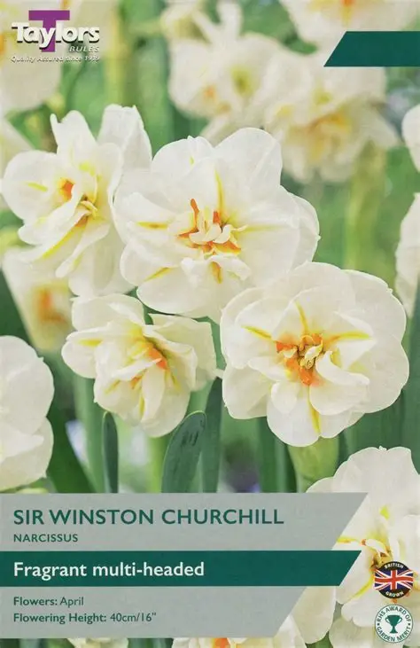 Narcissus Sir Winston Churchill (Daffodil) 1kg