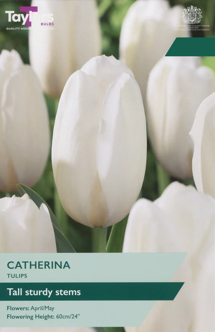 Tulip Catherina
