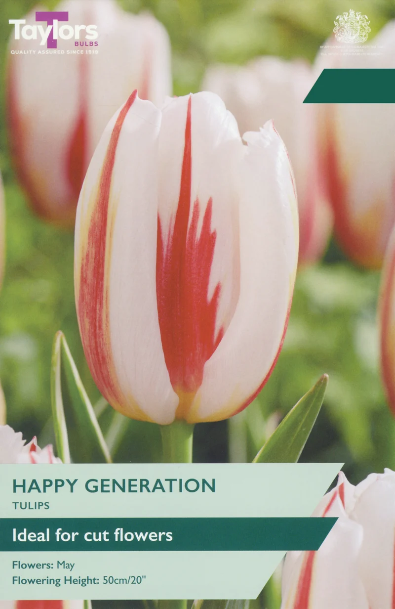 Tulip Happy Generation