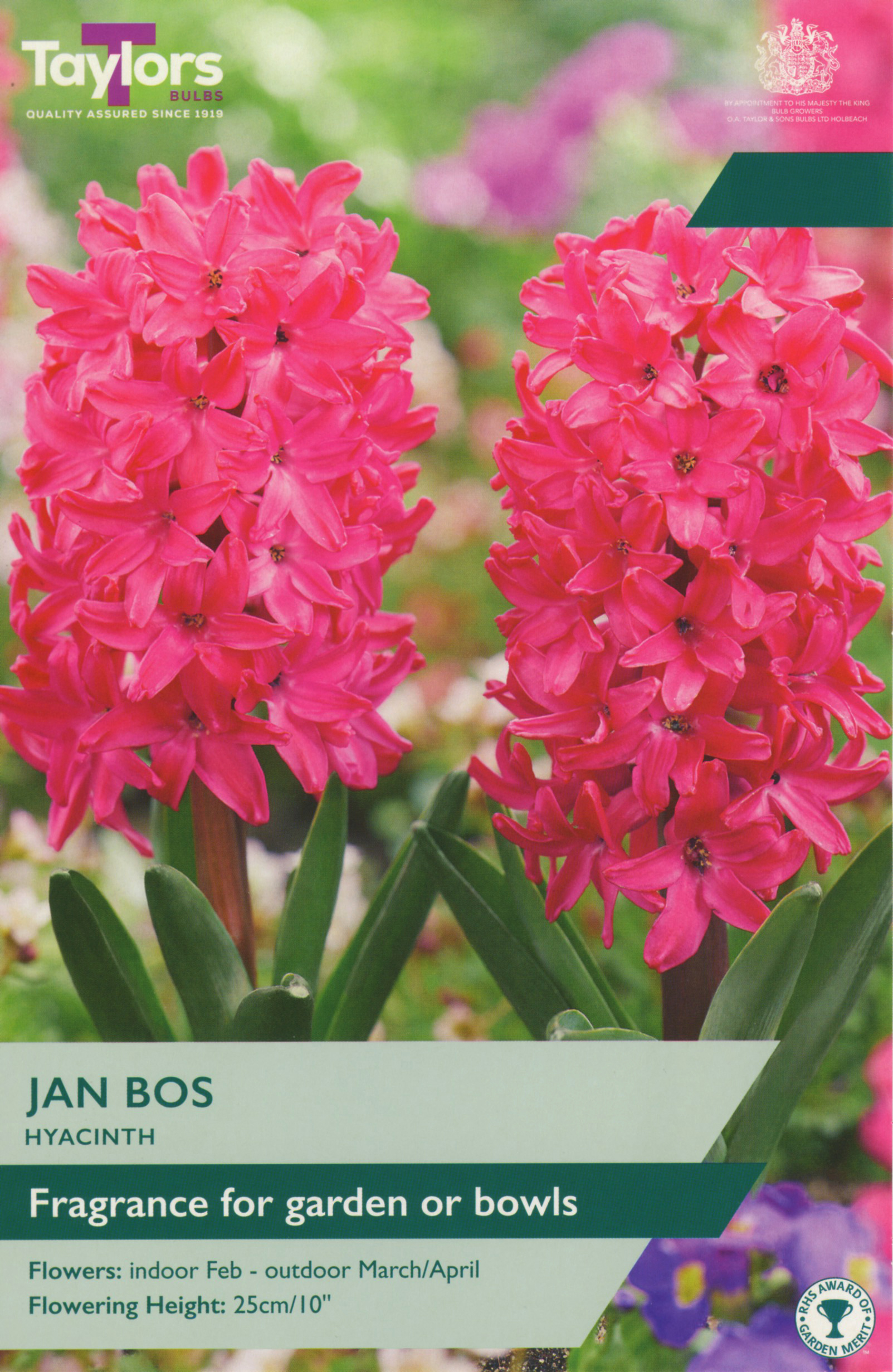 Hyacinth Jan Bos (Garden)