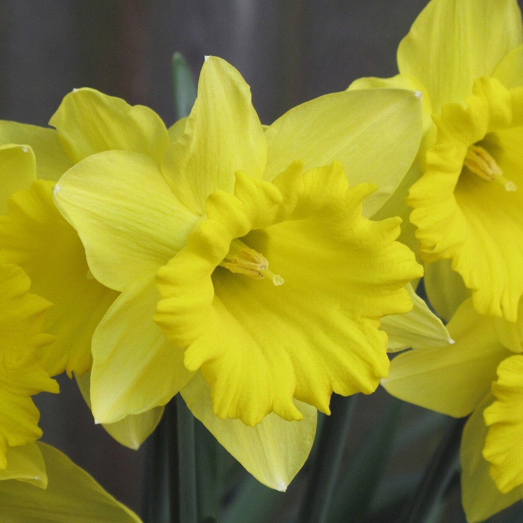 Narcissus Tamara (Daffodil) 1kg