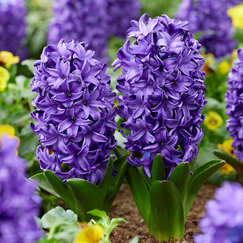 Hyacinth Blue Trophy (Garden)