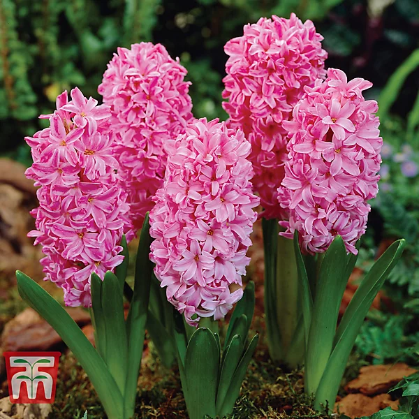 Hyacinth Pink Pearl (Garden)