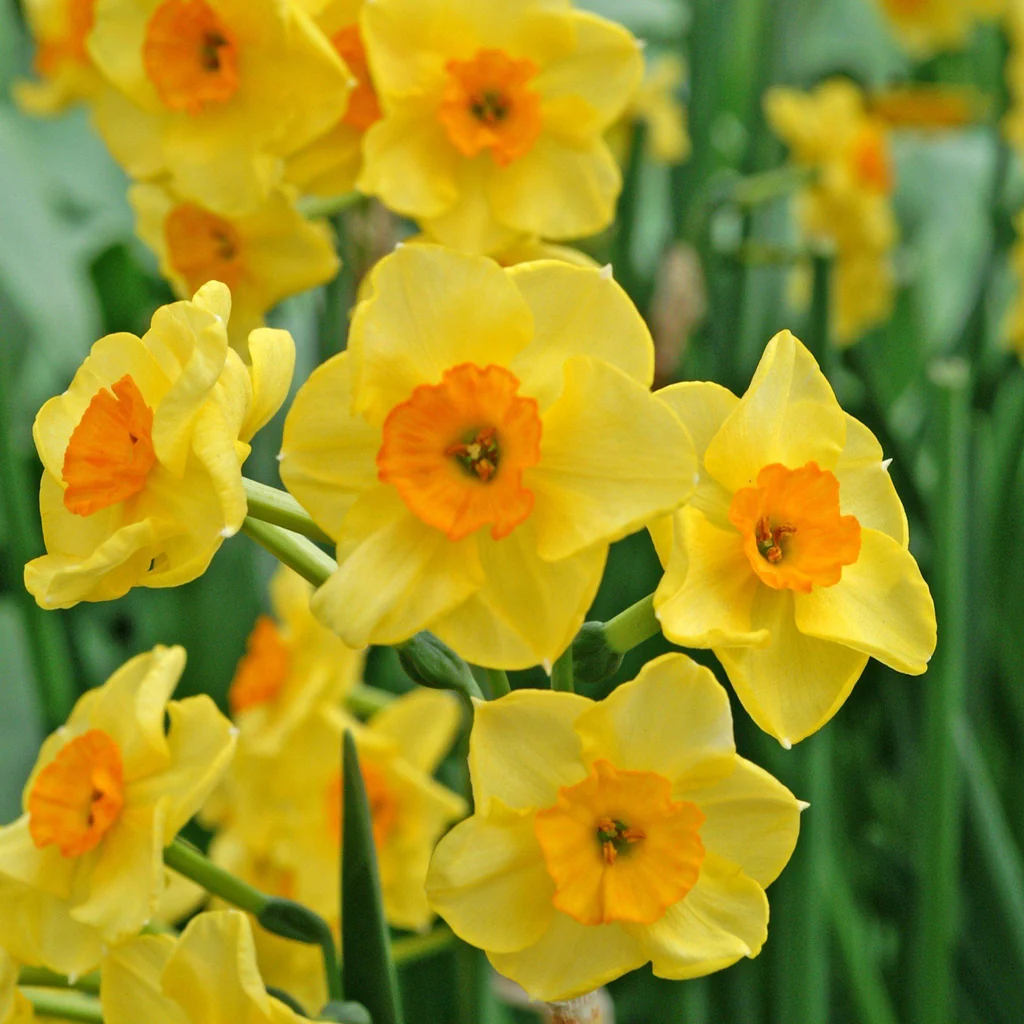 Narcissus Golden Dawn (Daffodil) 1kg