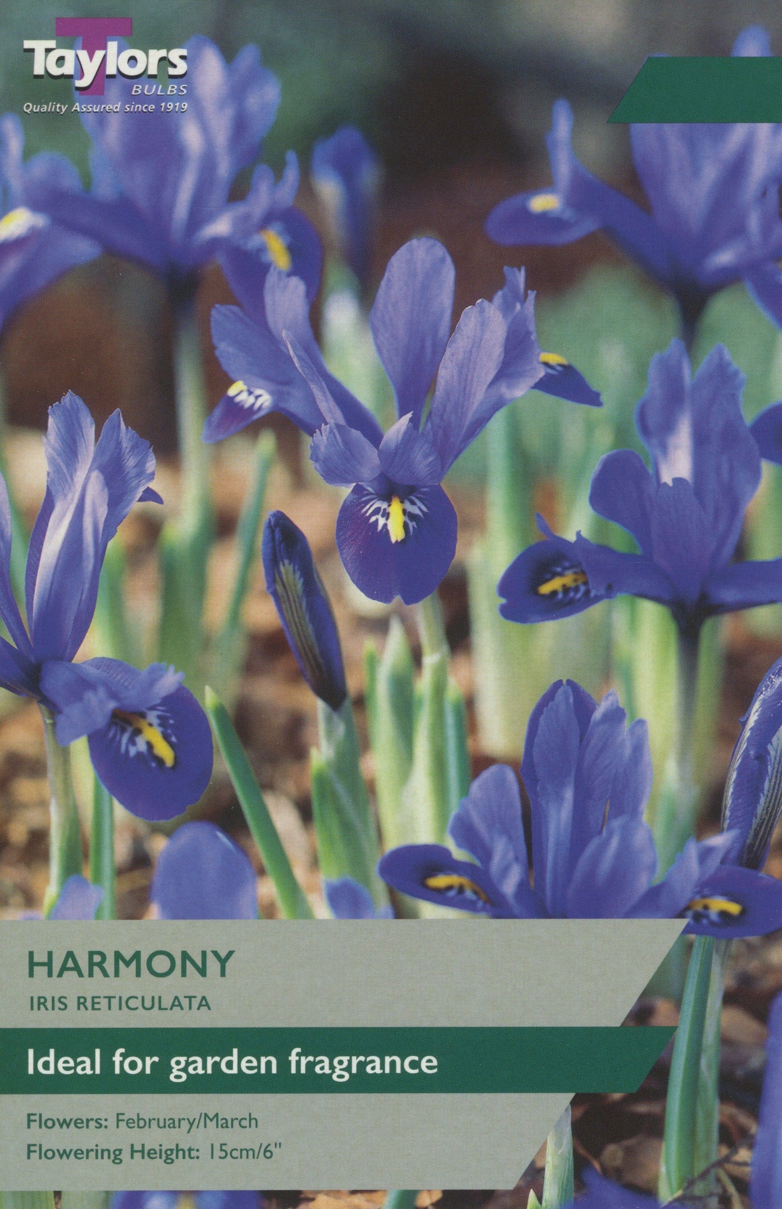 Iris Reticulata Harmony